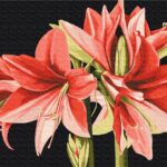 Картина за номерами "Brushme" /BS53725/ "Амариліс" 40*50см